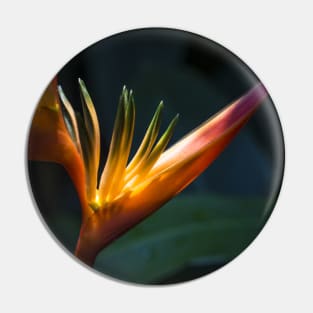 Sunlit Orange Yellow Heliconia Flower Pin