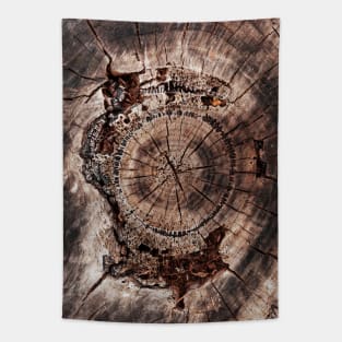 Spiral Inner Tree Rings Eroding Tapestry