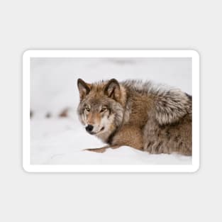 Gray Wolf Magnet