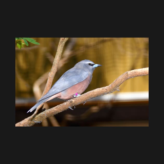 White-browed Wood Swallow by Carole-Anne