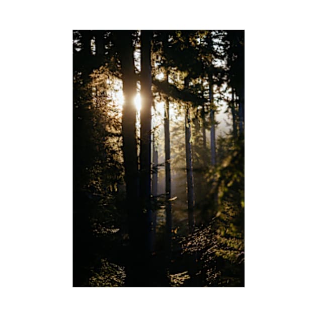 Misty Forest Sunshine by sarahburnsstudio