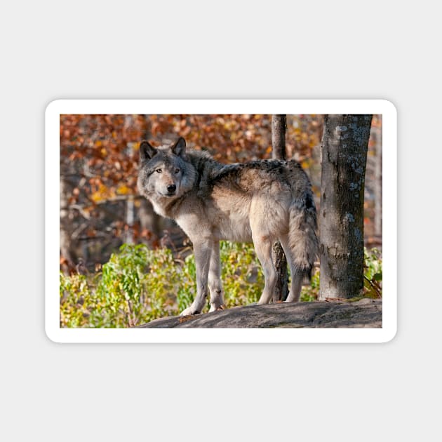 Timber Wolf Magnet by jaydee1400