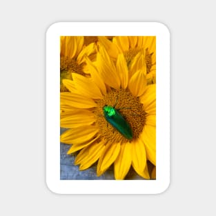 Large Green Beatle On Sunflower Magnet