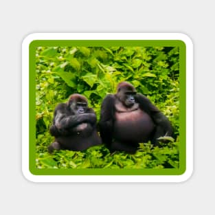 Resting gorillas Magnet