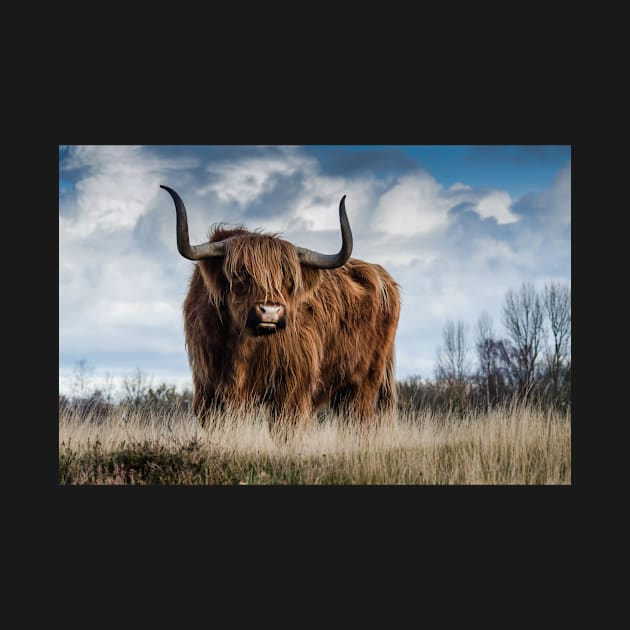 Long Horns Highland Cattle by kawaii_shop