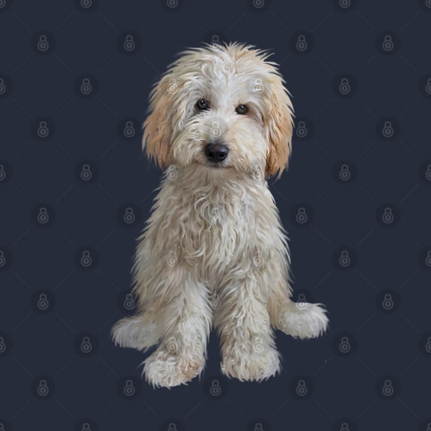 A Cream Colored Labradoodle Puppy - Just the Dog by Dogs Galore and More