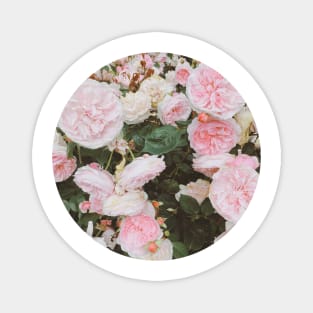 Pastel Roses Magnet