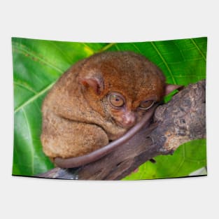 Tarsier, Bohol, Philippines Tapestry