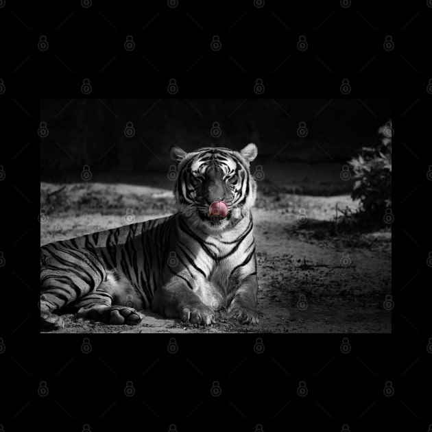 tiger, black and white by hottehue