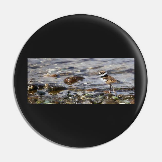 Baby Killdeer on a Stroll Pin by SHWILDLIFE