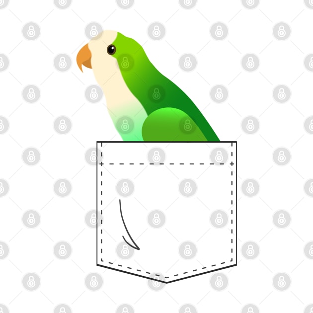 Quaker Parrot Monk Parakeet In Your Front Pocket by Einstein Parrot