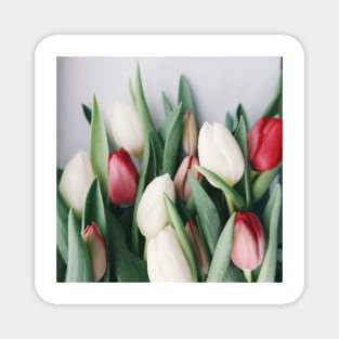 White And Red Tulip Magnet