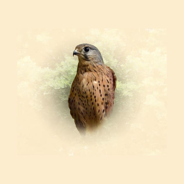 Kestrel by Guardi