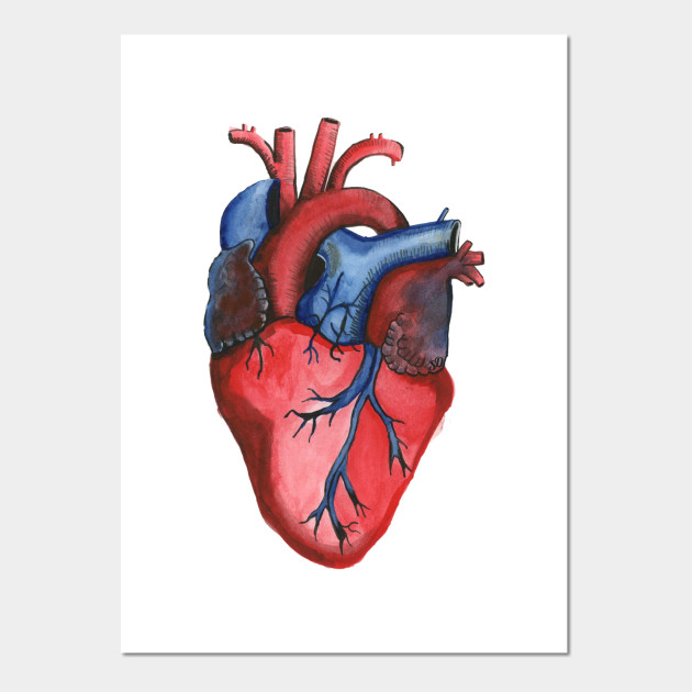 Anatomical Hand Painted Watercolor Heart Watercolor Posters