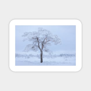 Pine tree covered in hoarfrost Magnet