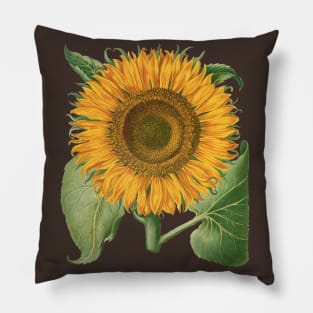 Sunflower by Basilius Besler Pillow