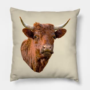 English Red Devon cow Pillow