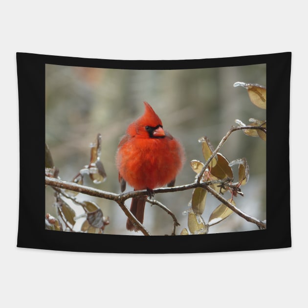 Northern cardinal perching on an ice-coated branch Tapestry by erickphd