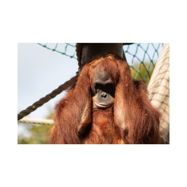 Sumatran orangutan by HazelWright