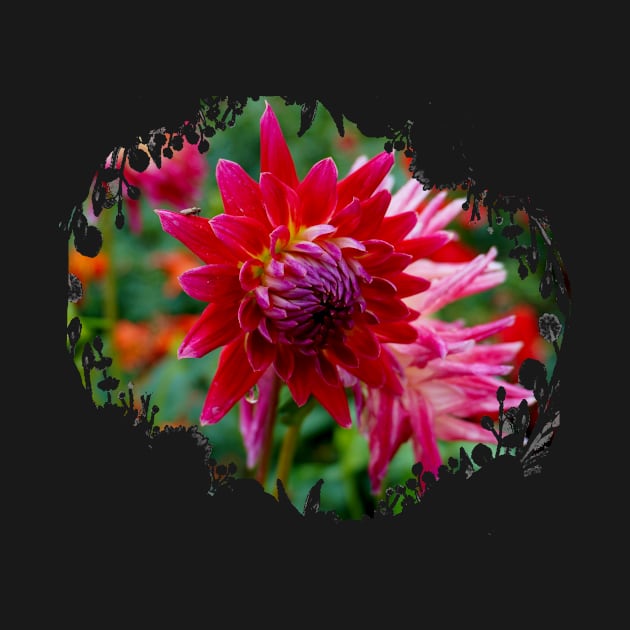 Dahlia Flower by Nicole Gath Photography