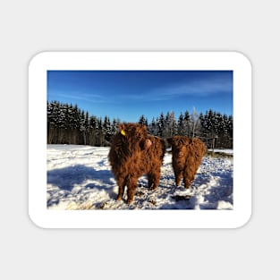 Scottish Highland Cattle Calves 1685 Magnet