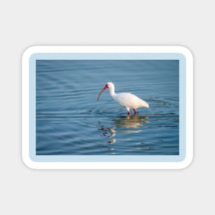 White Ibis Foraging In the Wetlands Magnet