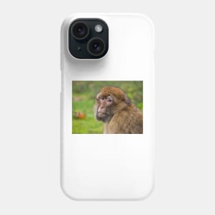 Close-up of a Barbary macaque Phone Case