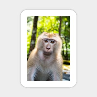 WTF wild Monkey Magnet