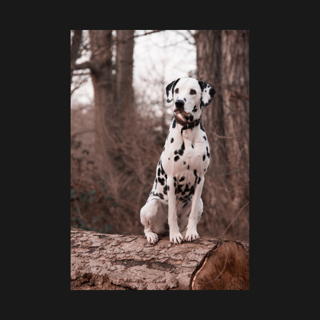 Dalmatian Dog - Dalmatian Dog - T-Shirt