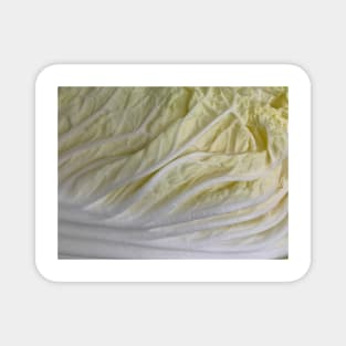 Napa Cabbage Magnet