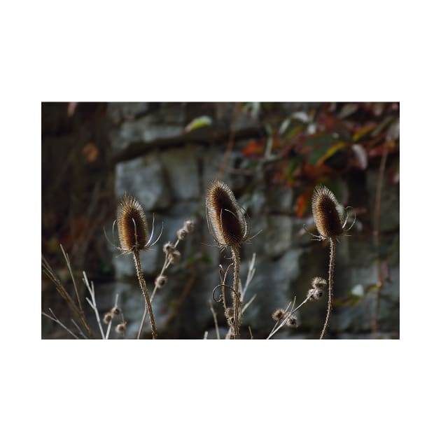 Thistles in the Autumn sun by srosu