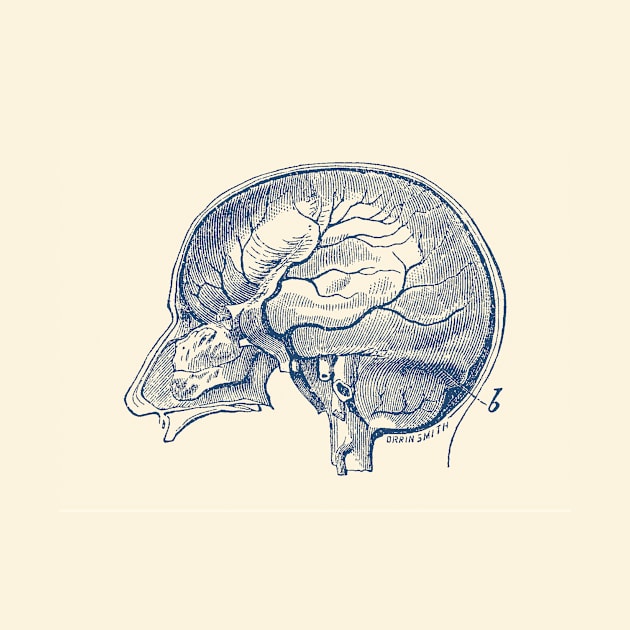 Brain Diagram Two - Anatomy by Vintage Anatomy Prints