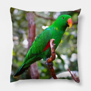 Stunning Eclectus Parrot on Branch Pillow