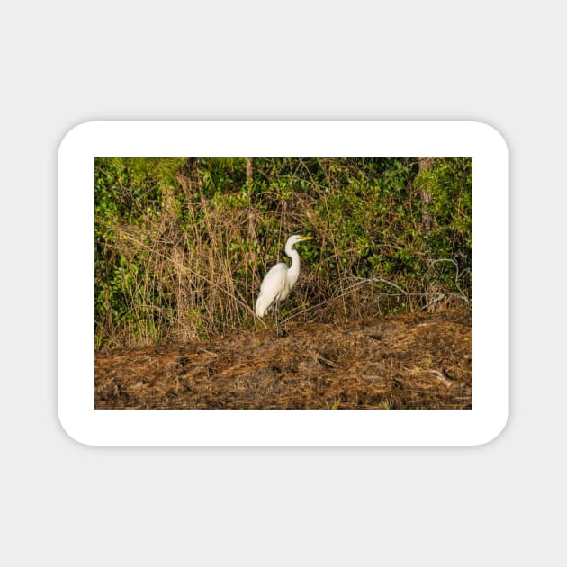 Great white heron in Shallotte Magnet by KensLensDesigns