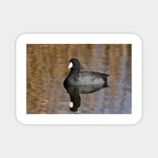 American Coot Magnet