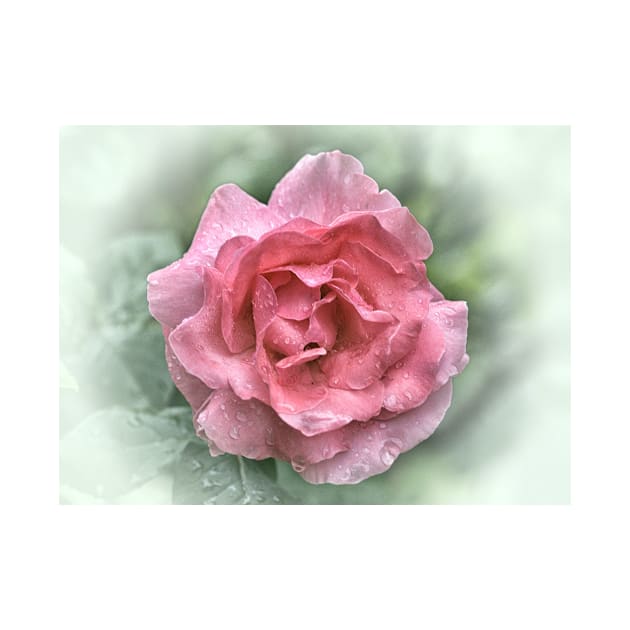 Pink Rose In The Rain by JimDeFazioPhotography