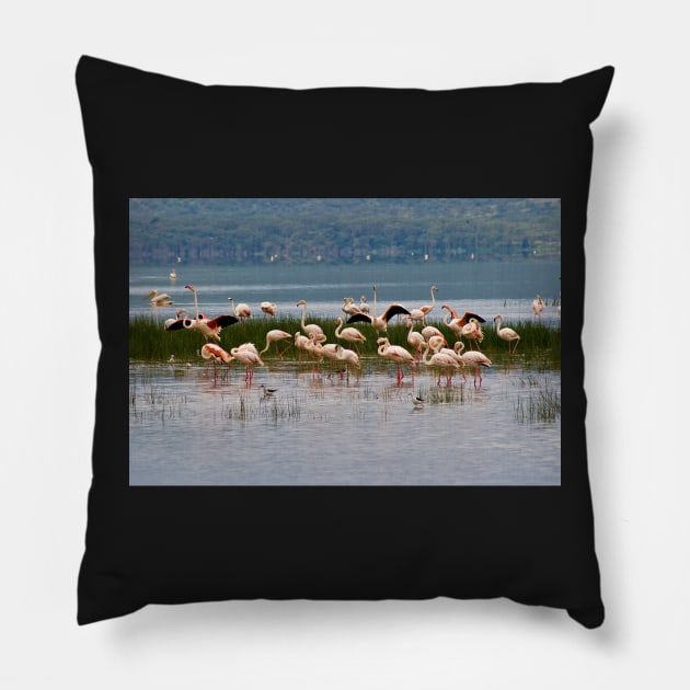 Flamingos at Lake Nakuru Kenya Pillow by rolphenstien