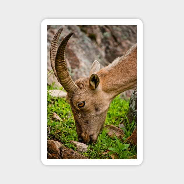 Ibex Magnet by jaydee1400