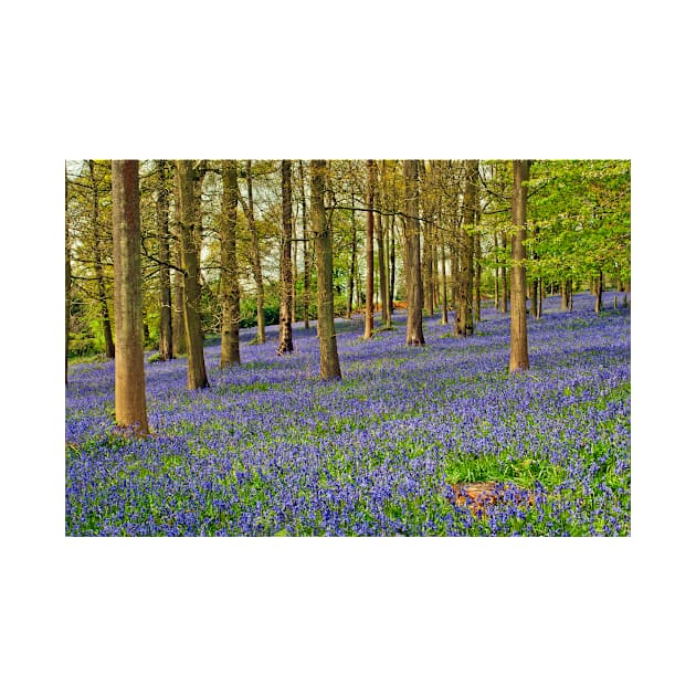 Bluebells Bluebell Woods Greys Court Oxfordshire UK by AndyEvansPhotos