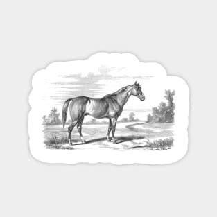 Horse in a landscape Magnet