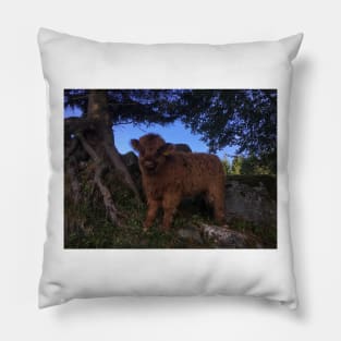 Scottish Highland Cattle Calf 1812 Pillow