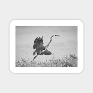 Great Blue Heron Nest Building Time Black and White Magnet