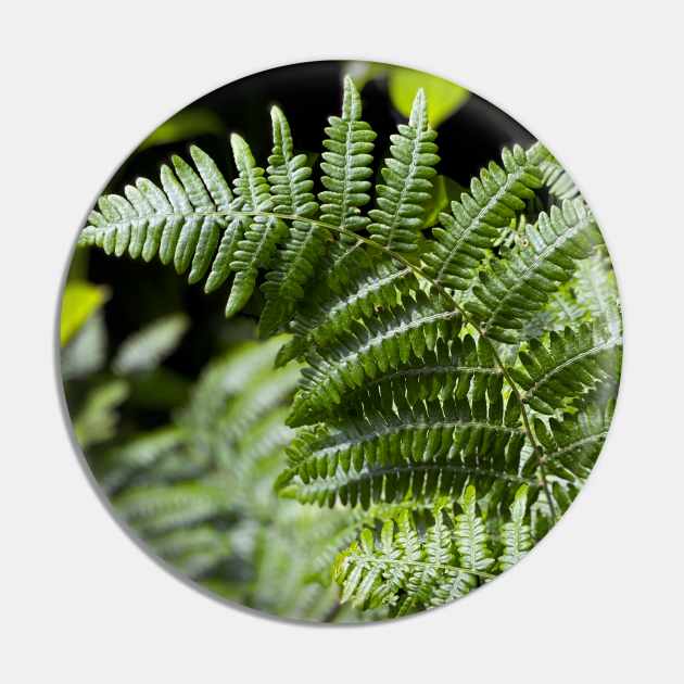 Ferns in Spring Pin by Nicholas Lee