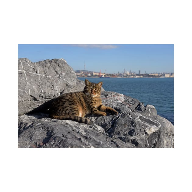 Istanbul Cat by Random Railways