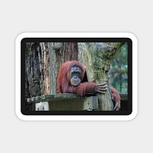 Bornean Orangutan Magnet