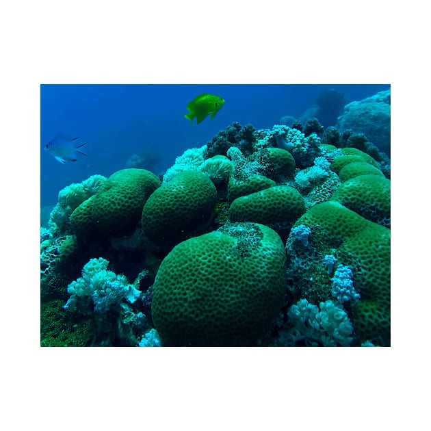 Red Sea Coral Reef by likbatonboot