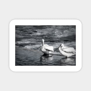 Early Morning American White Pelicans in Black and White by Debra Martz Magnet