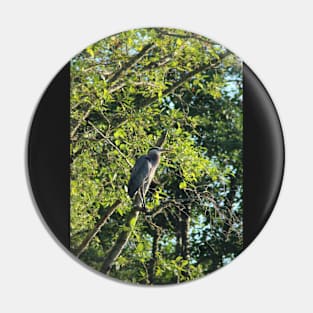 Great Blue Heron in the trees, Trojan pond, near Goble, Oregon  2 Pin