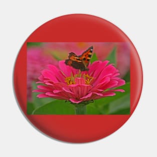 Tortoiseshell Butterfly, August 2021 Pin