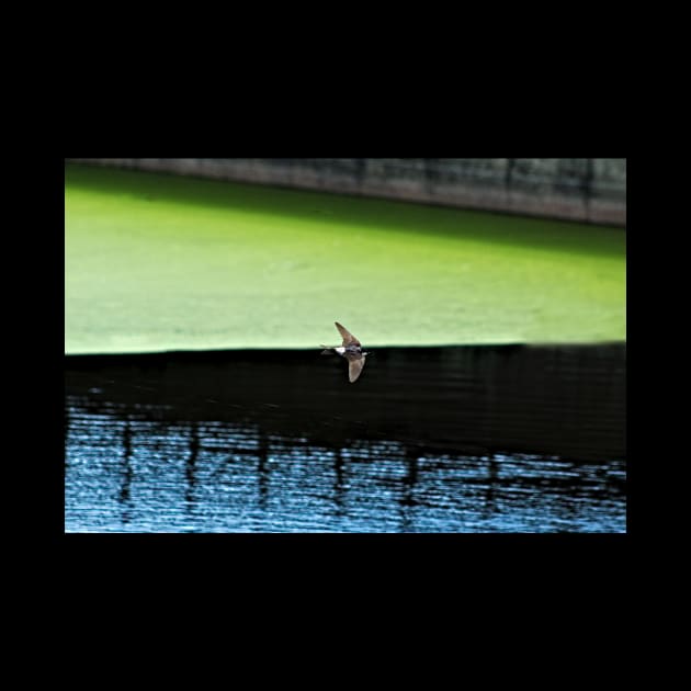 Swallow Flying Across Lake Bird Wildlife Spring by oknoki